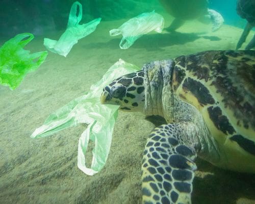 Superyachts and pollution at sea Superyachts and pollution at sea